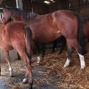 Outdoor stable floor