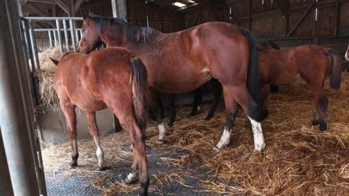 Outdoor stable floor